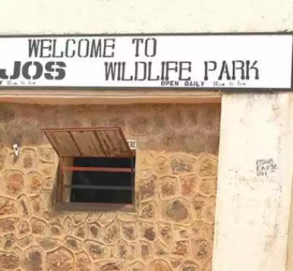Lion Escapes From Cage At Jos Wildlife Park, Residents Asked To Be Very Vigilant